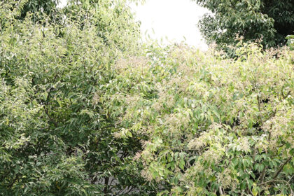 夏の花のあとに実をつけた木。朝の光の中で自然の循環を感じた一枚。