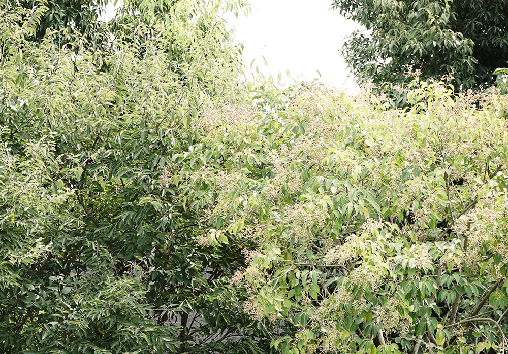 夏の花のあとに実をつけた木。朝の光の中で自然の循環を感じた一枚。