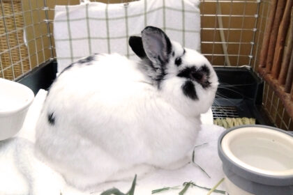 11歳のうさぎの寝ている姿